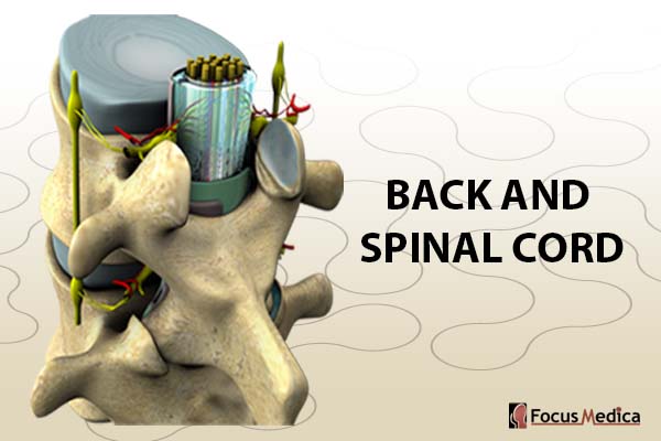 Back and spinal cord