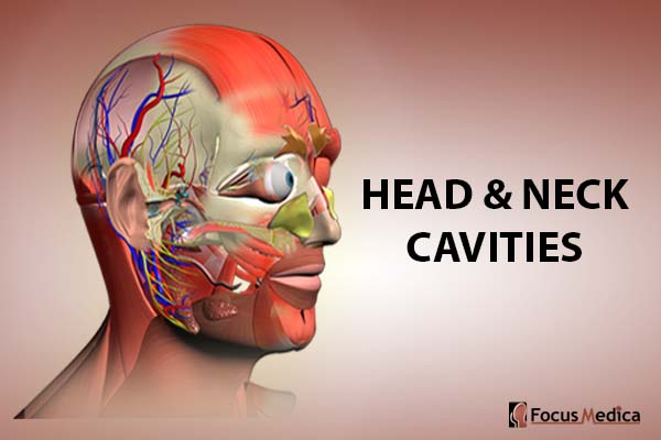 Head and Neck - Cavities