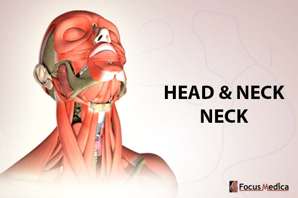 Head and Neck - Neck