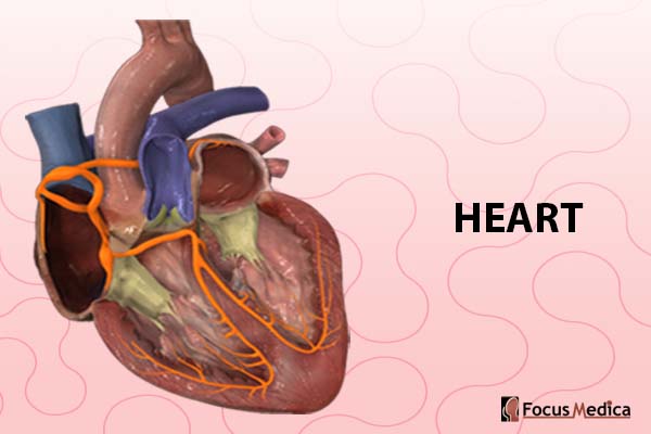 Heart