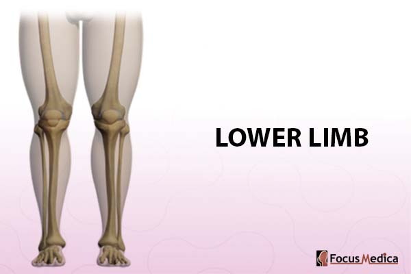 Lower limb