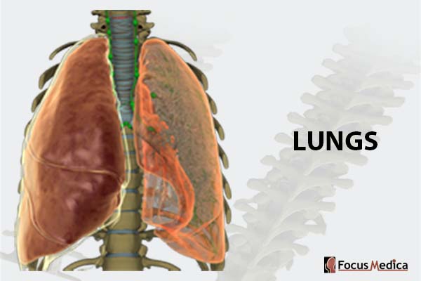 Lungs