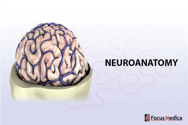 Neuroanatomy