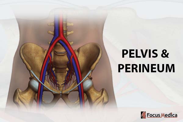Pelvis and Perineum