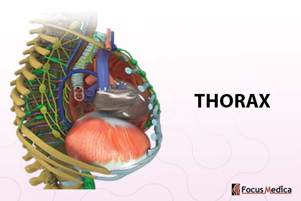 Thorax