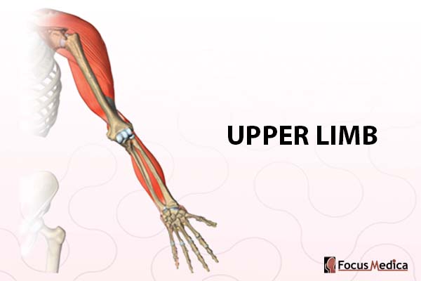 Upper limb