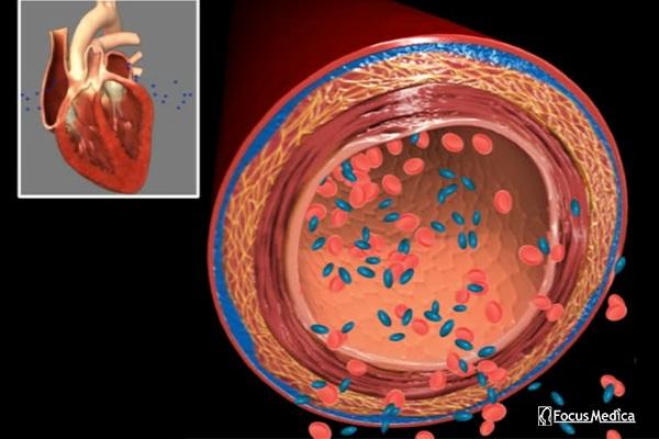 Junior Animated Atlas