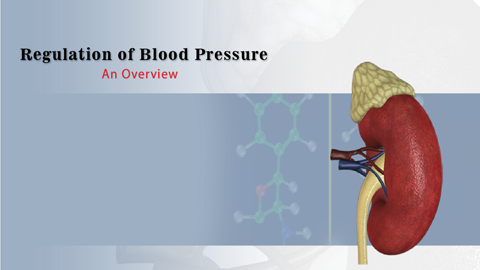 Regulation of Blood Pressure
