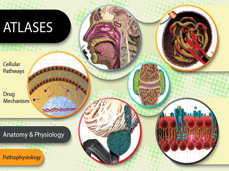 Medical Animated Atlases - Focus Medica